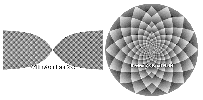 Patterned V1 hemifields illustrating the Bressloff–Cowan coordinate transformation