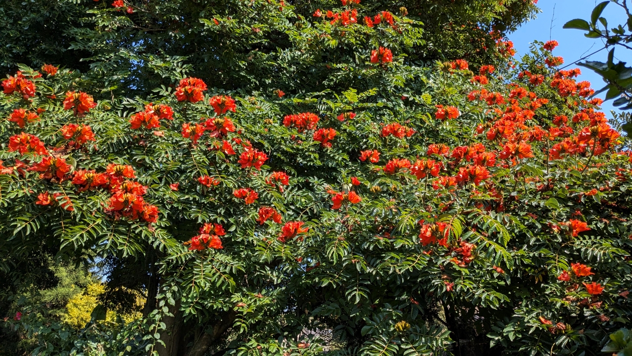 A flame-orange African tulip tree from the Casa Cosmic garden, one of the local-flora photographs preset in the Oscilleditor